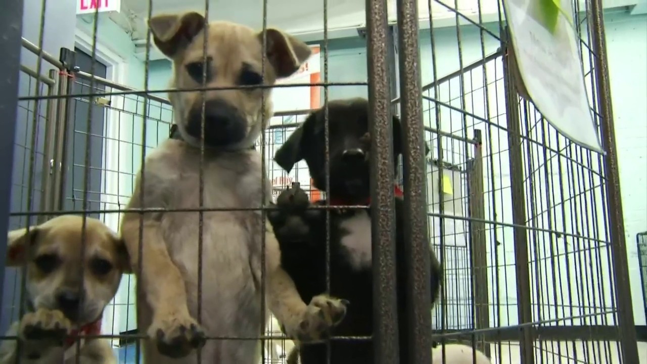 Roanoke area shelters taking in dogs from Mississippi
